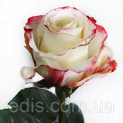 Троянда Світнес (Sweetness) чайно-гібридна