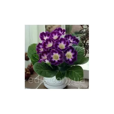 Глоксинія Hollywood (Голівуд) 1 бульба