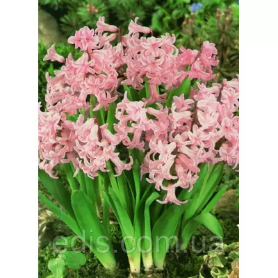 Гіацинт багатоквітковий Pink Festival (Пінк Фестівал) 1 цибулина (калібр 16/17 - великий)