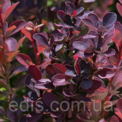 Барбарис Тунберга Helmond Pillar у контейнері 2 л