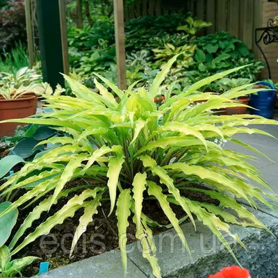 Хоста Curly Fries кореневище