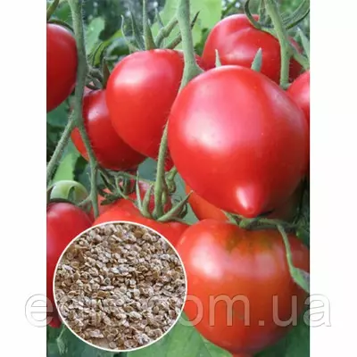 Томат Надія Тарасенко - 20 г вагове насіння