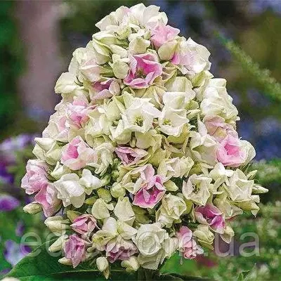 Флокс волотистий Creme de la creme кореневище