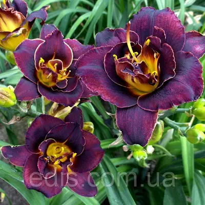 Лілейник Voodoo Dancer в контейнері