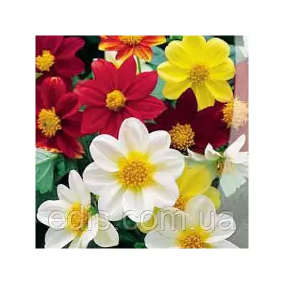 Жоржини Веселі хлоп'ята 0,3 г, насіння Яскрава