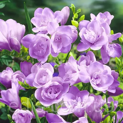 Фрезія махрова пурпурна 5 цибулин