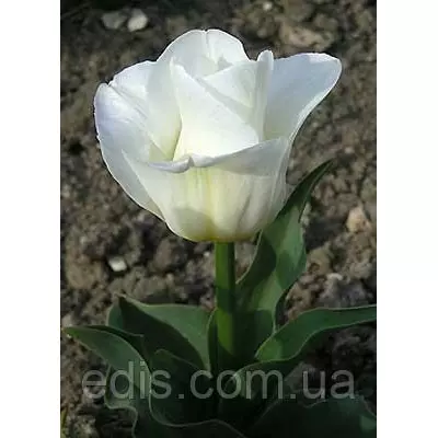 Тюльпан простий ранній Calgary (Калгарі) Низькорослий! 3 цибулинки