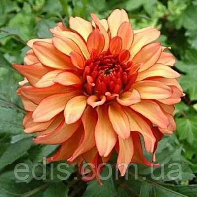 Жоржина низькоросла Gallery Art Deco