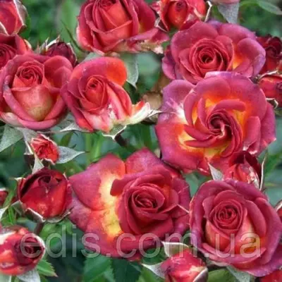 Троянда бордюрна Браун Шугер (Brown Sugar)