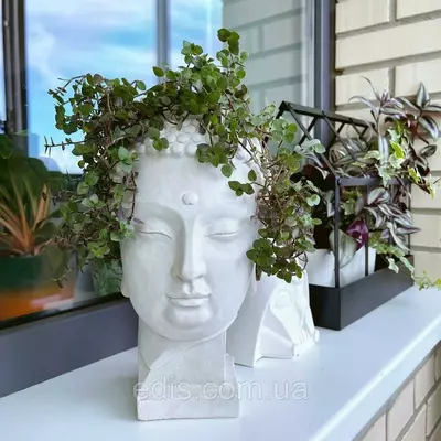 Каллізія дрібнолиста (Callisia repens) Р8