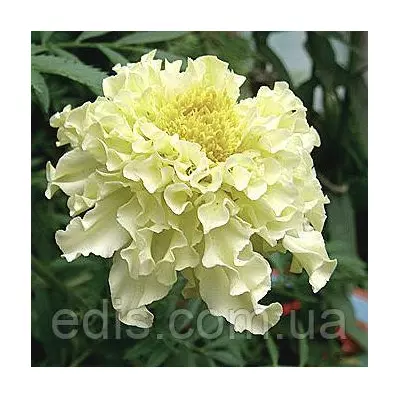 Чорнобривці Кіліманджаро 0,5 г, насіння Яскрава