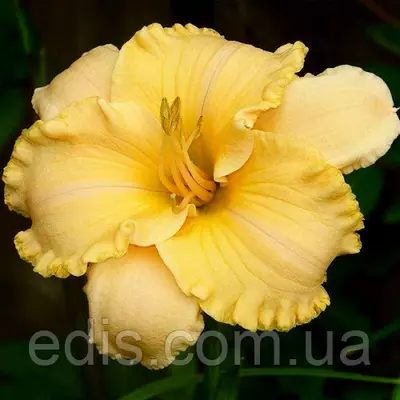 Лілейник Golden Scroll (Голден Скрол)