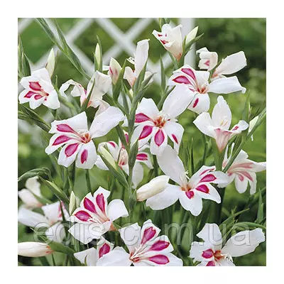 Гладіолус nanus Prins Claus мініатюрний 10/12, 3 цибулини/пач.