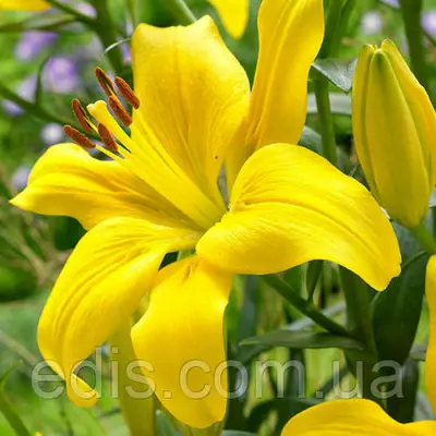Лілія азіатська Yellow County (Єллоу Каунті) 12/14 цибулини