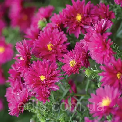 Айстра багаторічна новобельгийская Royal Ruby (Роял Рубі)