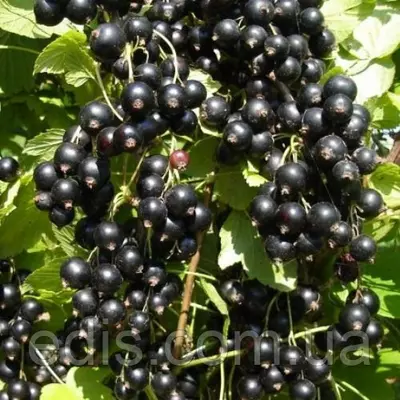 Смородина чорна Титанія (средньостигла)