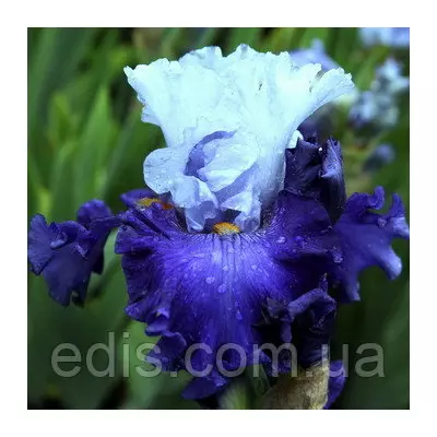 Ірис бородатий Give Me Wings