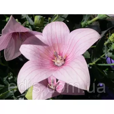 Платикодон Shell Pink (широкодзвоник високий)