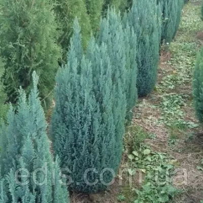 Кипарисовик Ellwoodii (Элвуди) у контейнері