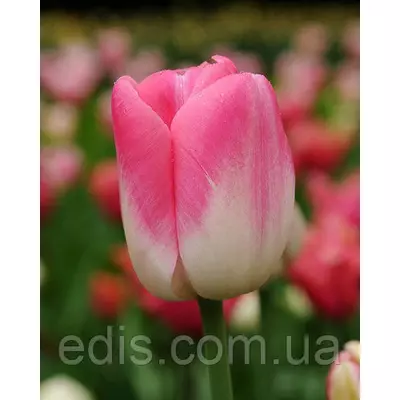 Тюльпан простий пізній Dreamland (Дрімленд), 3 цибулини