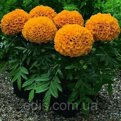 Чорнобривці низькорослі Antigua Orange F1 5 насінин в оболонці, Яскрава PREMIUM