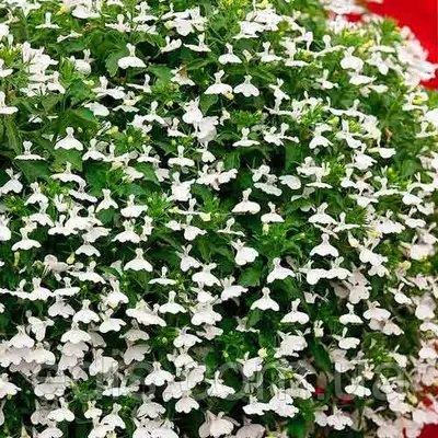 Лобелія ампельна Білий каскад 0,1 г