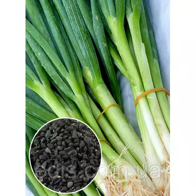 Цибуля Батун 100 г, вагове насіння Яскрава