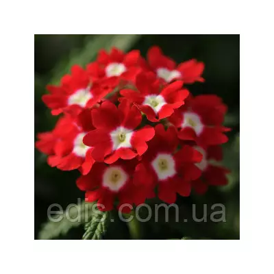 Вербена гібридна Червона 0,1 г, насіння Яскрава