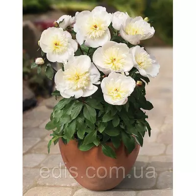 Півонія низькоросла Madrid ( Мадрид ) кореневище в пакеті