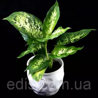 Диффенбахія плямиста 1 шт. 20-30 см, 0,5 л.