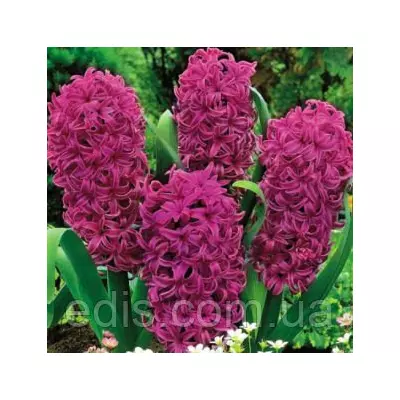 Гіацинт Woodstock 1 цибулина (калібр 18/19 - дуже великий)