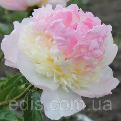 Півонія Raspberry Sundae (Респбері Сандей) кореневище