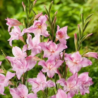 Гладіолус nanus Charming Beauty (мініатюрний) 10/12 3 шт./уп.