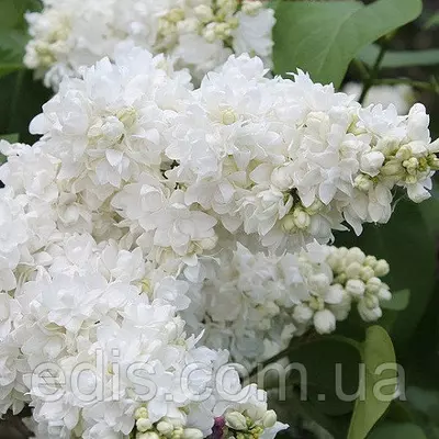 Бузок Аліса Хардінг