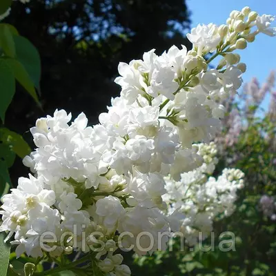 Бузок Міс Еллен Виллмот (кореневласних саджанець)