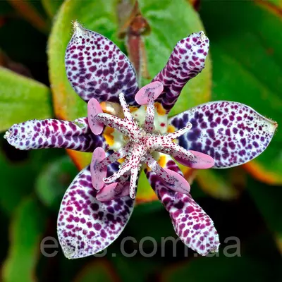 Тріціртіс Hirta