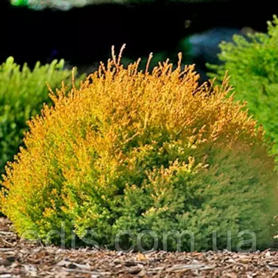 Туя Rheingold (Рейнголд) у контейнері