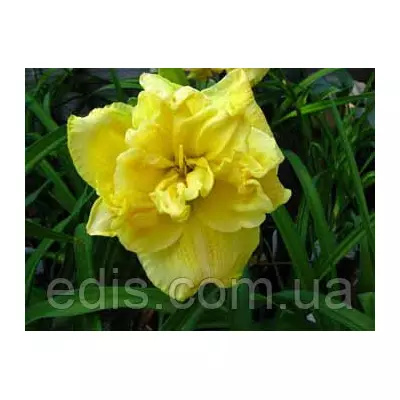 Лілейник Yellow Submarine