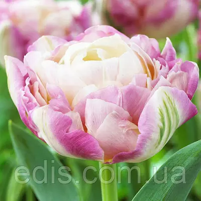 Тюльпан махровий Sweet Desire (Світ Дізайє) 3 цибулинки