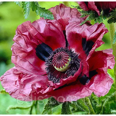 Мак багаторічний Patty's Plum