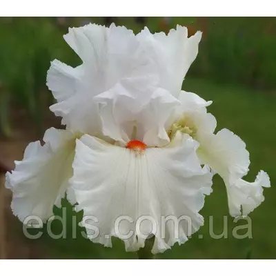 Ірис бородатий Nordica (Нордіку) ОКС