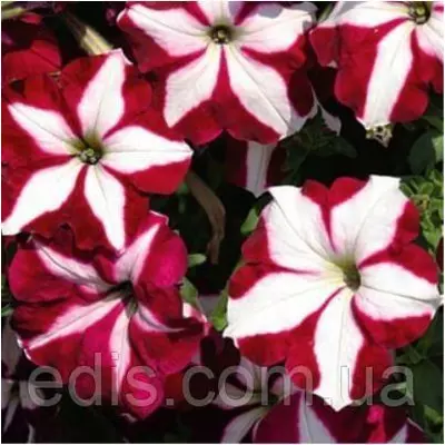 Петунія ампельна Лавина Пурпурова зірка F1 10 насінин-драже