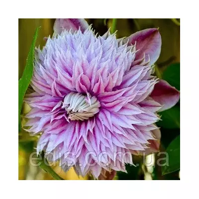 Клематис Josephine (Жозефіна)