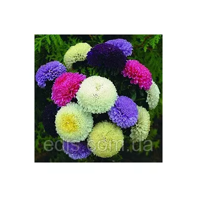 Айстра Помпонная суміш 0,3 г насіння Яскрава