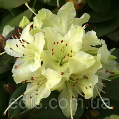 Рододендрон Shamrock 3 г. в контейнере (низкорослый)