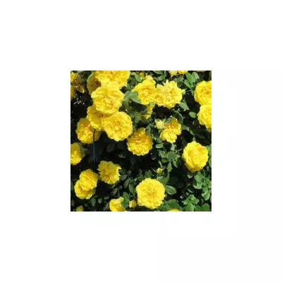 Троянда паркова (шраб) Консуелла (Konsuella)