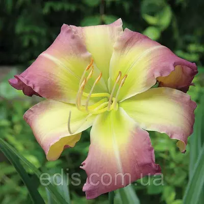 Лілейник Regency Heights