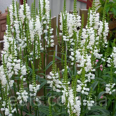Фізостегія віргінська біла Summer Snow, саджанець