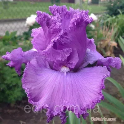 Ірис бородатий Recherche