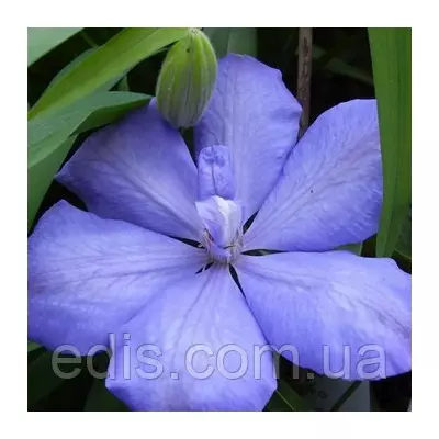 Клематис Mrs Cholmondeley (Місіс Челмондели / Чолмондели)